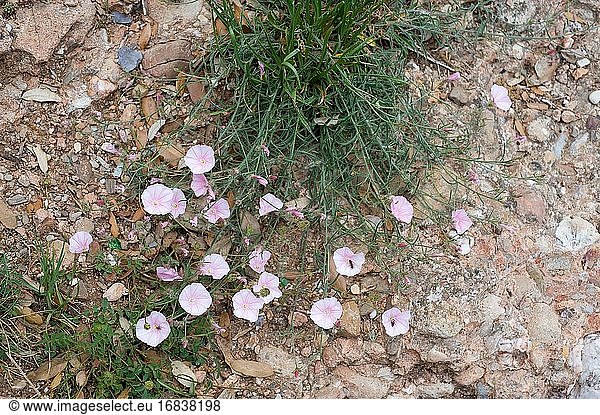 Campanilla espigada (Convolvulus lineatus) is a perennial herb native to Mediterranean Basin. This photo was taken in Montserrat Mountain  Barcelona province  Catalonia  Spain.