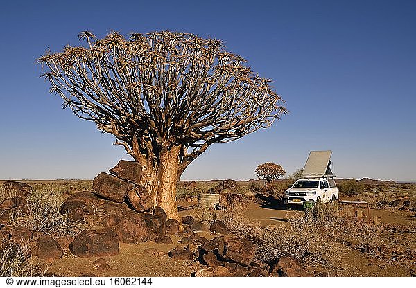 Camping  Geländewagen mit Dachzelt neben Köcherbaum (Aloe dichotoma)  Keetmanshoop  Namibia  Afrika