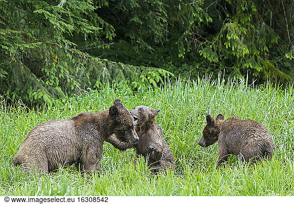 Canada,  Khutzeymateen Grizzly Bear Sanctuary,  Playing grizzly bears