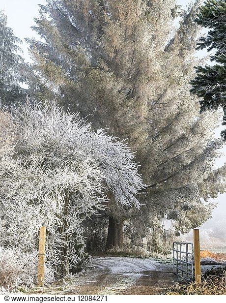 Canada  BC  Delta. Winter frost covered branches in rural setting.