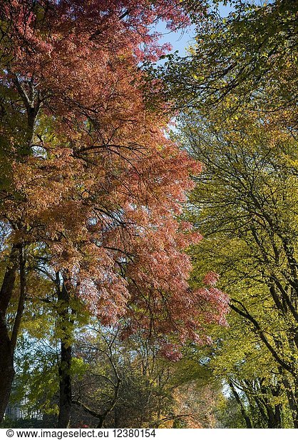 Canada BC Vancouver. Looking up at the trees on tree lined street with fall colours beginning to show. Upscale neighbourhood in the West Side of the city