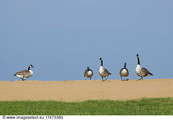 Canada geese (Branta canadensis) standing outdoors against clear sky