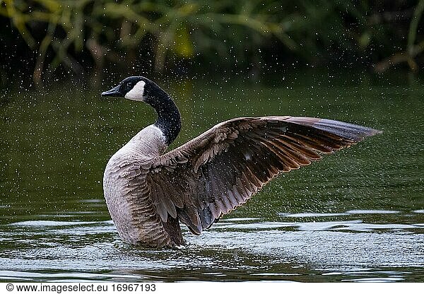 Canada goose (Branta canadensis) in the water flapping its wings  Germany  Europe