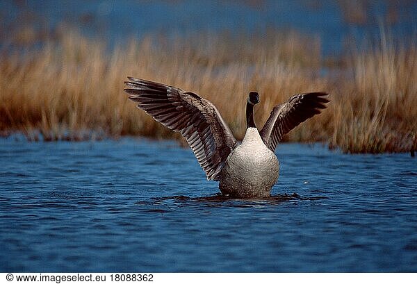 Canada Goose  flapping its wings  Sweden (Branta canadensis)  Kanadagaens  schlägt mit den Flügeln  Schweden  Europa