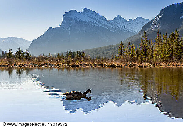 Canada Goose floats on tranquil Vermillion Lake