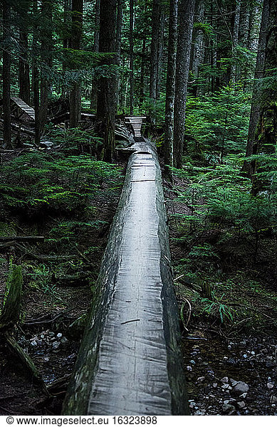 Canada  North Vancouver  Forrest trail in North Vancouver