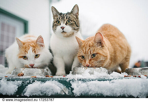 Canada  Ontario  Three cats eating from bowls in snow