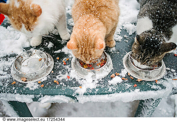 Canada Ontario Three cats eating from bowls in snow