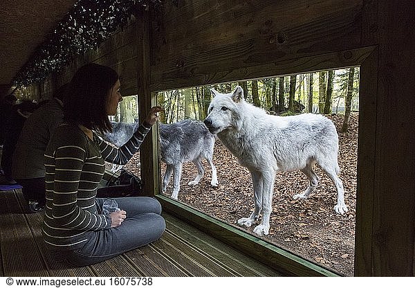 Canada wolf from an observatory tunnel - The House of Wolves - Orlu - Ariege - France