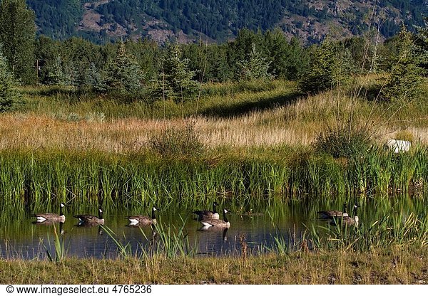 Canadian geese  Grand Tetons National Park  Wyoming USA