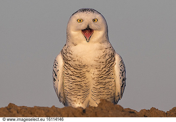 Canadian snowy owl (Bubo scandiacus) on the ground  Quebec  Canada