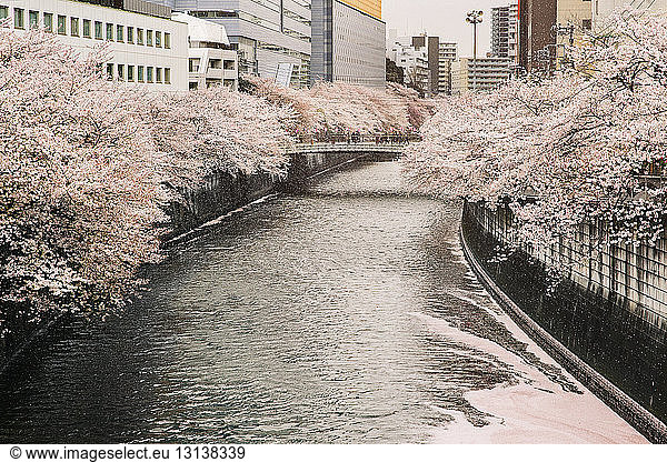 Canal amidst cherry blossom trees in city