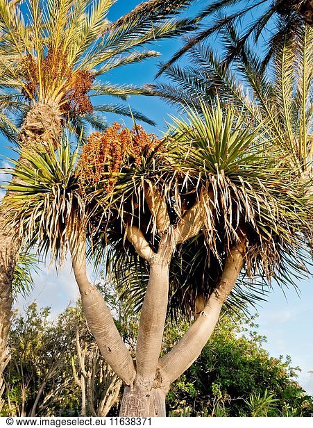 Canary Island Dragon Tree / Dracaena draco.