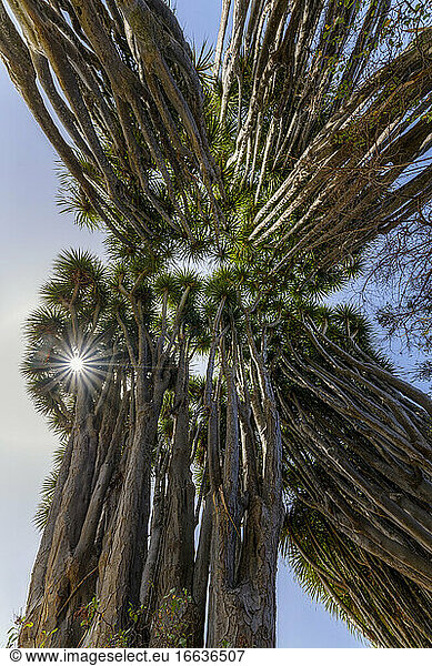 Canary Islands Dragon tree (Dracaena draco) on the island of La Palma Canary Islands. Las Tricias - The dragon tree is a tree that has become very rare in the wild in the Canaries