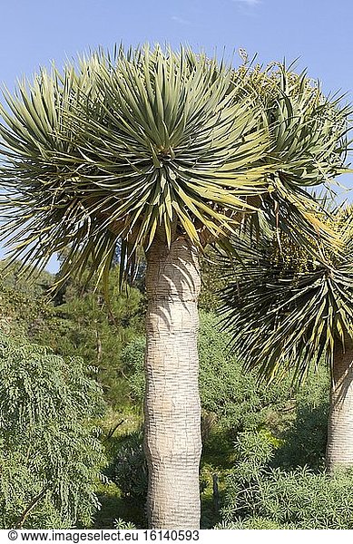 Canary Islands Dragon tree (Dracaena draco)  Rayol garden  Var  France