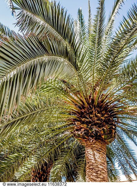Canary islands Palm tree / Phoenix canariensis.