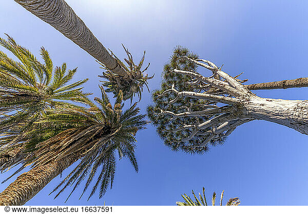 Canary Palms (Phoenix canariensis) and Dragon Tree (Dracaena draco). These two species are emblematic of the Canary Islands  Rambla de Castro  Tenerife Island  Canary Islands.
