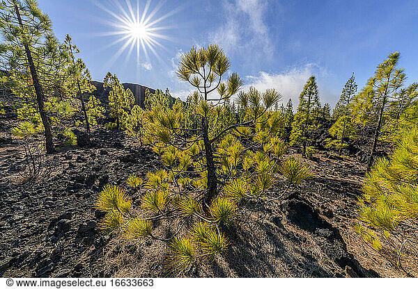 Canary pines on the island of Tenerife (Canary Islands). Canary Island pine (Pinus canariensis) is a magnificent endemic species of the archipelago  very resistant to fire and colonizing bare volcanic soils  like here basalt flowsof Teide  on island of tenerife