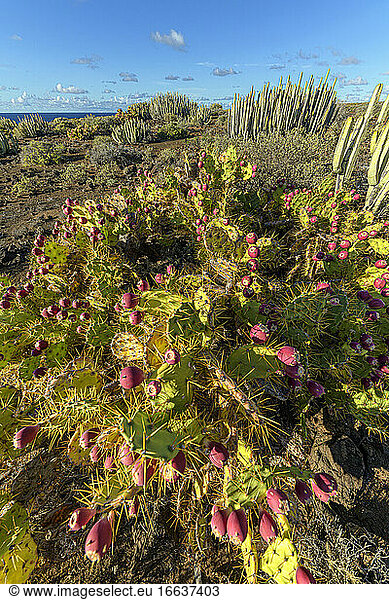 Canary spurge (Euphorbia canariensis) and prickly pears in fruit on the island of Tenerife. Arid ecosystem on volcanic soil - Parque Rural de Teno - Tenerife - Canary Islands