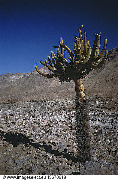 Candelabra cactus (Browningia candelaris) in the Atacama Desert near Arica  Chile. This cactus grows at 2600-2800 meters above sea level.