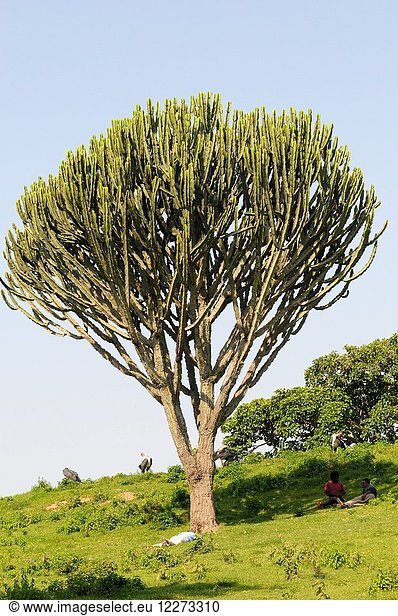 Candelabra tree (Euphorbia candelabrum) is a succulent shrub endemic to eastern Africa. This photo was taken in Ethiopia.