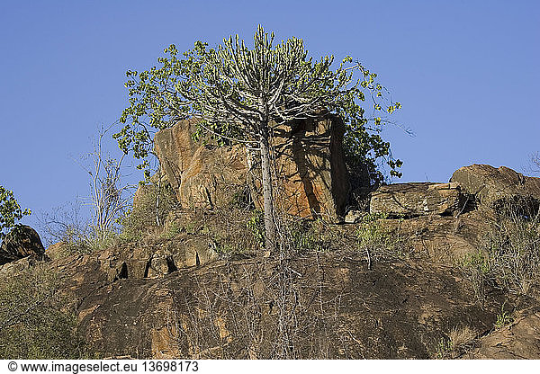 Candelabra tree (Euphorbia ingens)  Tsavo West National Park  Kenya.