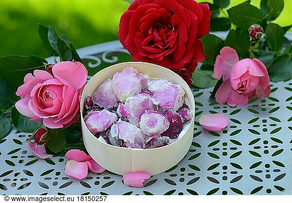 Candied rose petals in box  sugared  sugared  rose petals