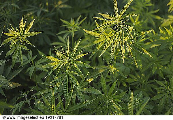 Cannabis plants growing in field