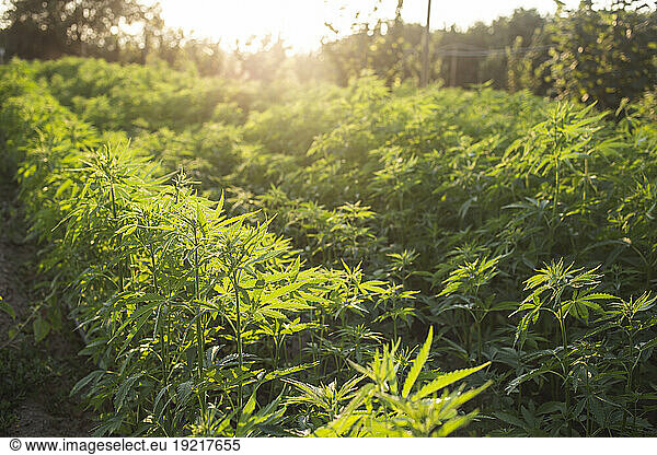 Cannabis sativa growing in field