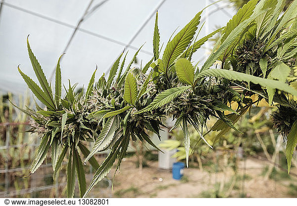Cannabispflanze wächst im Gewächshaus