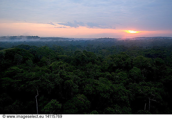 Canopy of Amazon Rain Forest at Sunrise