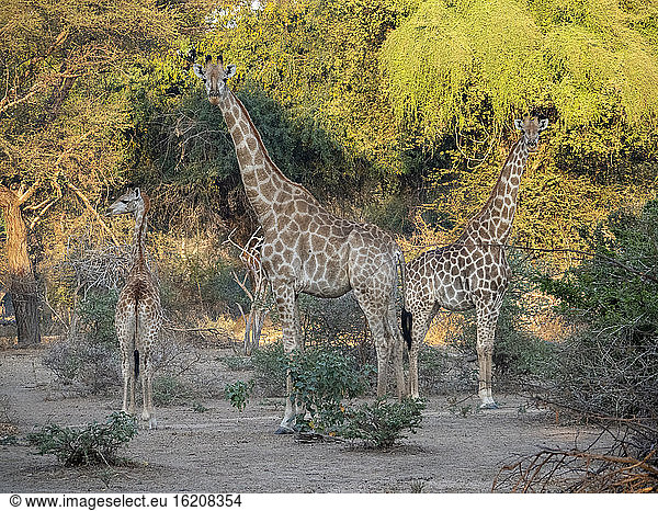 Cape giraffes (Giraffa camelopardalis giraffa)  in the Save Valley Conservancy  Zimbabwe  Africa