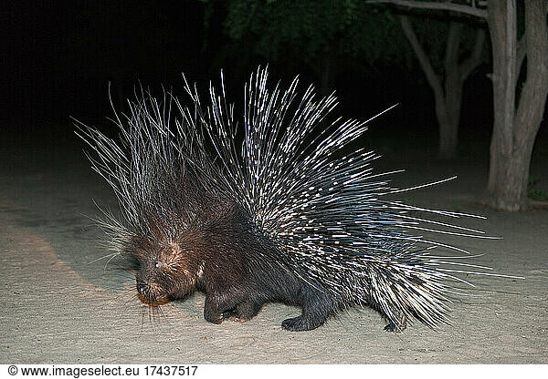 Cape porcupine or South African porcupine  (Hystrix africaeaustralis). Kalahari. Botswana