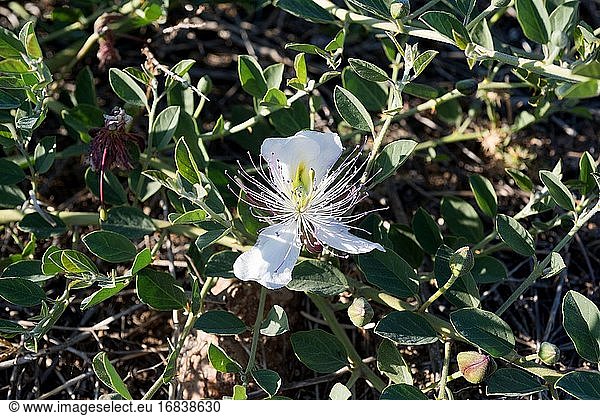 Caper bush (Capparis spinosa) is a thorny shrub present in all ...