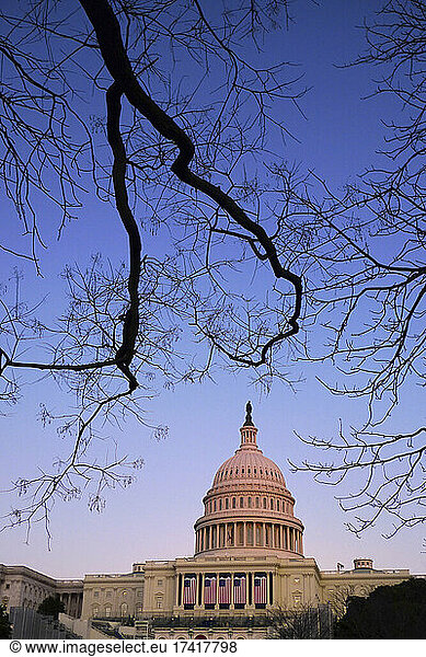 Capitol Building at dawn with tree branch.
