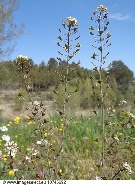 Capsella bursa-pastoris.