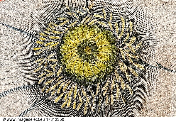 Capsule  Poppy (Papaver)  detail hand-coloured copper engraving by Basilius Besler  from Hortus Eystettensis  1613