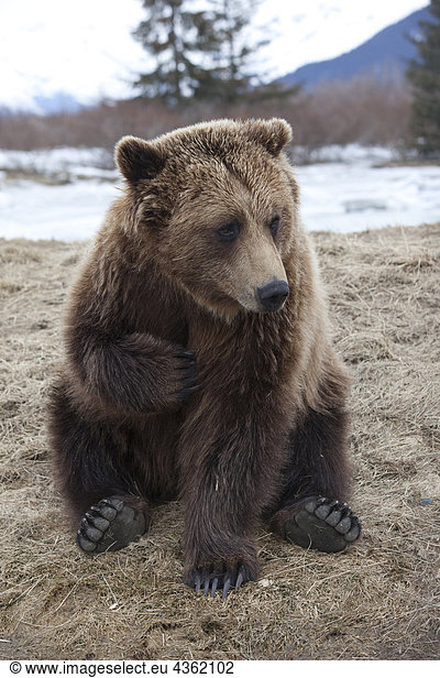 CAPTIVE Brown bear at the Alaska Wildlife Conservation Center  Southcentral Alaska