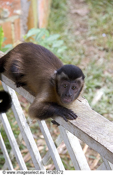 Capuchin Monkey  Brazil