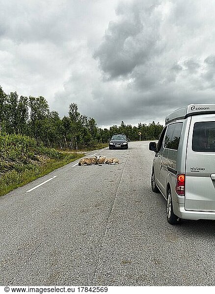 Car brakes  sheep lying on a country road  road hazard  Rv 27 scenic route  Rondane National Park  Norway  Europe