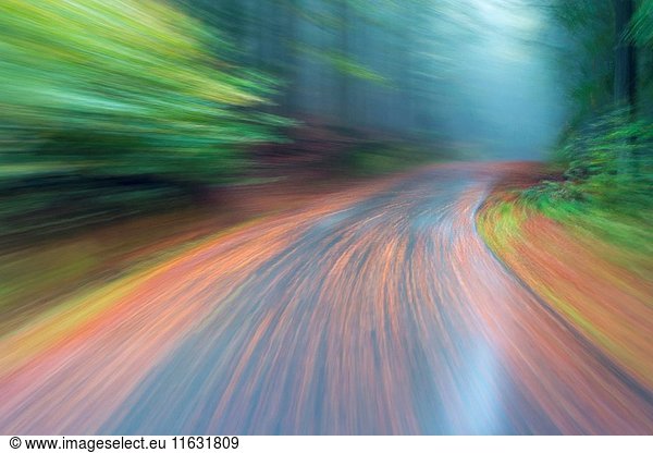 Car driving on autumnal wet road through the forest at dawn  Neuschoenau  Bavaria  Germany.