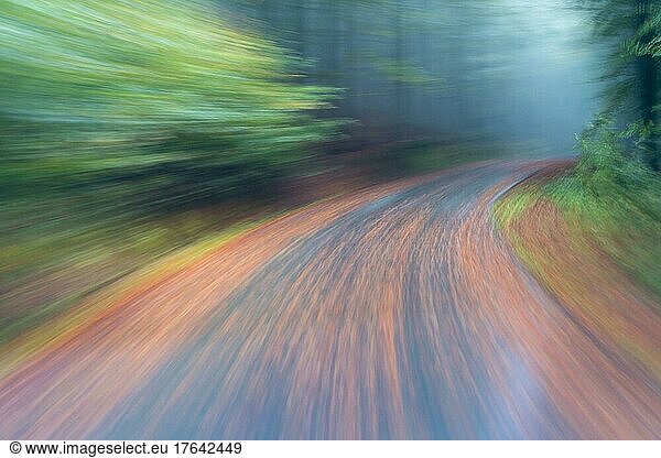 Car driving on autumnal wet road through the forest at dawn  Neuschoenau  Bavaria  Germany  Europe