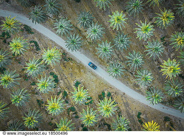 Car is on the road between green palm trees from above