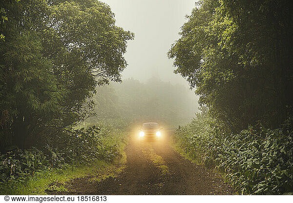 Car with headlights amidst trees