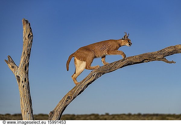 Caracal (Caracal caracal)  Occurs in Africa and Asia  Namibia  Private reserve  Adult under controlled conditions  on a tree.