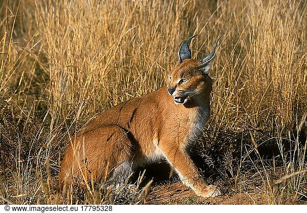 Caracals (Caracal caracal) Caracals (Caracal caracal), Desert Lynxes