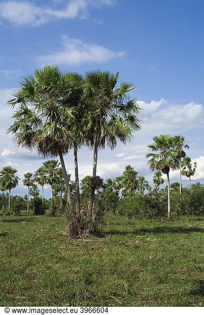 Caranday-Palmen oder Wachspalmen (Copernicia alba)  Pantanal  UNESCO Welterbe und Biosphärenreservat  Mato Grosso  Brasilien