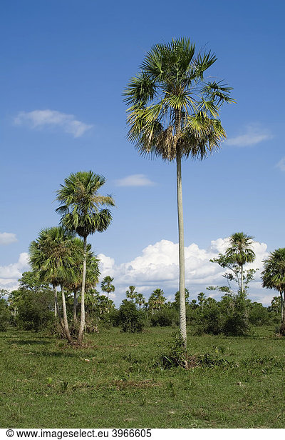 Caranday-Palmen oder Wachspalmen (Copernicia alba)  Pantanal  UNESCO Welterbe und Biosphärenreservat  Mato Grosso  Brasilien