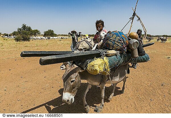 Caravan Of Peul Nomads With Their Animals In The Sahel Of Niger Caravan 