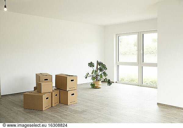 Cardboard boxes with monstera deliciosa on floor against white wall in new house
